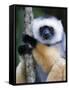 Diademed Sifaka Climbing a Branch, Lemur Island, Madagascar-null-Framed Stretched Canvas