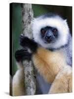 Diademed Sifaka Climbing a Branch, Lemur Island, Madagascar-null-Stretched Canvas