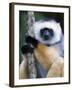 Diademed Sifaka Climbing a Branch, Lemur Island, Madagascar-null-Framed Photographic Print