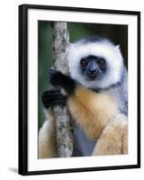 Diademed Sifaka Climbing a Branch, Lemur Island, Madagascar-null-Framed Photographic Print