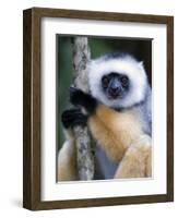 Diademed Sifaka Climbing a Branch, Lemur Island, Madagascar-null-Framed Photographic Print