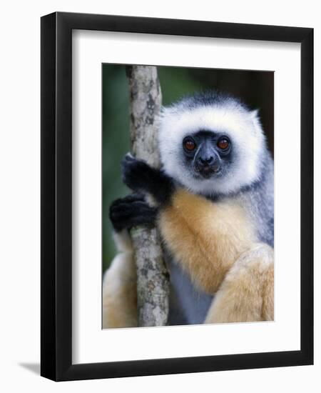 Diademed Sifaka Climbing a Branch, Lemur Island, Madagascar-null-Framed Photographic Print