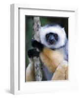 Diademed Sifaka Climbing a Branch, Lemur Island, Madagascar-null-Framed Photographic Print