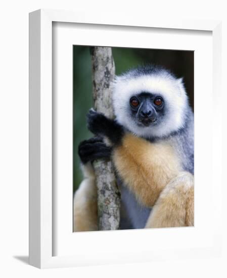 Diademed Sifaka Climbing a Branch, Lemur Island, Madagascar-null-Framed Photographic Print