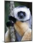 Diademed Sifaka Climbing a Branch, Lemur Island, Madagascar-null-Mounted Photographic Print