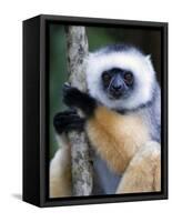 Diademed Sifaka Climbing a Branch, Lemur Island, Madagascar-null-Framed Stretched Canvas