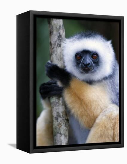 Diademed Sifaka Climbing a Branch, Lemur Island, Madagascar-null-Framed Stretched Canvas