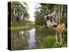 Diademed Sifaka Looking Down from Tree, Madagascar-Edwin Giesbers-Stretched Canvas