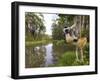 Diademed Sifaka Looking Down from Tree, Madagascar-Edwin Giesbers-Framed Photographic Print