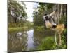 Diademed Sifaka Looking Down from Tree, Madagascar-Edwin Giesbers-Mounted Photographic Print