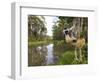 Diademed Sifaka Looking Down from Tree, Madagascar-Edwin Giesbers-Framed Photographic Print