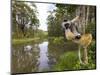 Diademed Sifaka Looking Down from Tree, Madagascar-Edwin Giesbers-Mounted Photographic Print