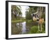 Diademed Sifaka Looking Down from Tree, Madagascar-Edwin Giesbers-Framed Photographic Print