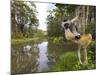 Diademed Sifaka Looking Down from Tree, Madagascar-Edwin Giesbers-Mounted Photographic Print