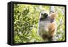 Diademed Sifaka (Propithecus Diadema), a Large Lemur in Perinet Reserve-Matthew Williams-Ellis-Framed Stretched Canvas