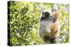 Diademed Sifaka (Propithecus Diadema), a Large Lemur in Perinet Reserve-Matthew Williams-Ellis-Stretched Canvas