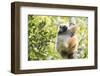 Diademed Sifaka (Propithecus Diadema), a Large Lemur in Perinet Reserve-Matthew Williams-Ellis-Framed Photographic Print