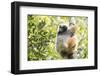 Diademed Sifaka (Propithecus Diadema), a Large Lemur in Perinet Reserve-Matthew Williams-Ellis-Framed Photographic Print