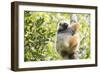 Diademed Sifaka (Propithecus Diadema), a Large Lemur in Perinet Reserve-Matthew Williams-Ellis-Framed Photographic Print