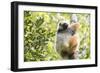 Diademed Sifaka (Propithecus Diadema), a Large Lemur in Perinet Reserve-Matthew Williams-Ellis-Framed Photographic Print