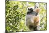 Diademed Sifaka (Propithecus Diadema), a Large Lemur in Perinet Reserve-Matthew Williams-Ellis-Mounted Photographic Print