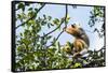 Diademed Sifaka (Propithecus Diadema), a Large Lemur in Perinet Reserve-Matthew Williams-Ellis-Framed Stretched Canvas
