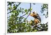 Diademed Sifaka (Propithecus Diadema), a Large Lemur in Perinet Reserve-Matthew Williams-Ellis-Framed Photographic Print