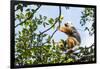 Diademed Sifaka (Propithecus Diadema), a Large Lemur in Perinet Reserve-Matthew Williams-Ellis-Framed Photographic Print