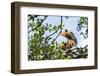 Diademed Sifaka (Propithecus Diadema), a Large Lemur in Perinet Reserve-Matthew Williams-Ellis-Framed Photographic Print