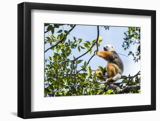 Diademed Sifaka (Propithecus Diadema), a Large Lemur in Perinet Reserve-Matthew Williams-Ellis-Framed Photographic Print