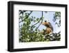 Diademed Sifaka (Propithecus Diadema), a Large Lemur in Perinet Reserve-Matthew Williams-Ellis-Framed Photographic Print