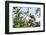 Diademed Sifaka (Propithecus Diadema), a Large Lemur in Perinet Reserve-Matthew Williams-Ellis-Framed Photographic Print