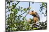 Diademed Sifaka (Propithecus Diadema), a Large Lemur in Perinet Reserve-Matthew Williams-Ellis-Mounted Photographic Print