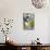 Diademed Sifaka-null-Photographic Print displayed on a wall