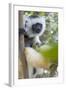 Diademed Sifaka-null-Framed Photographic Print