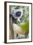Diademed Sifaka-null-Framed Photographic Print