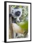 Diademed Sifaka-null-Framed Photographic Print