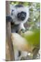 Diademed Sifaka-null-Mounted Photographic Print