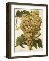 Diagalves Grape-A. Kreyder-Framed Giclee Print