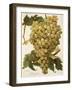 Diagalves Grape-A. Kreyder-Framed Giclee Print