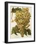 Diagalves Grape-A. Kreyder-Framed Giclee Print