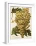 Diagalves Grape-A. Kreyder-Framed Giclee Print