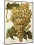 Diagalves Grape-A. Kreyder-Mounted Giclee Print