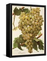 Diagalves Grape-A. Kreyder-Framed Stretched Canvas