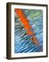 Diagonal Streaks-Adrian Campfield-Framed Photographic Print