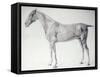 Diagram from The Anatomy of the Horse-George Stubbs-Framed Stretched Canvas