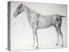 Diagram from The Anatomy of the Horse-George Stubbs-Stretched Canvas