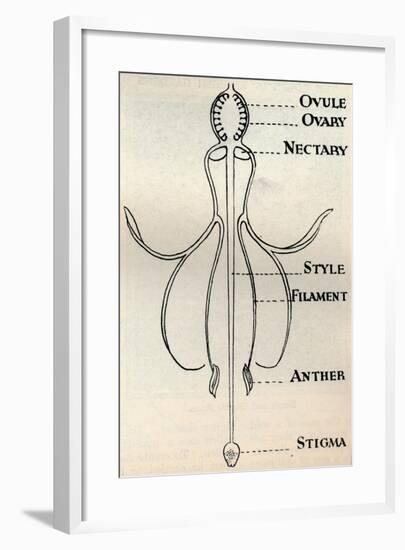 'Diagram of a Fuchsia flower, showing the mechanism employed to produce seeds', c1934-Unknown-Framed Giclee Print