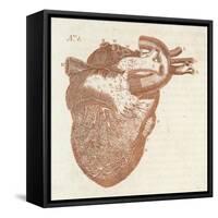 Diagram of a Human Heart-Dodd-Framed Stretched Canvas