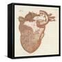 Diagram of a Human Heart-Dodd-Framed Stretched Canvas